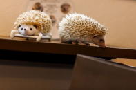 A hedgehog walks next to a mobile phone with a hedgehog cover at the Harry hedgehog cafe in Tokyo, Japan, April 5, 2016. REUTERS/Thomas Peter