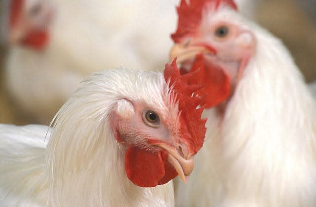 Diseases of chickens and other poultry are the focus of the U.S. Department of Agriculture's Southeast Poultry Research Laboratory in Athens, Georgia.