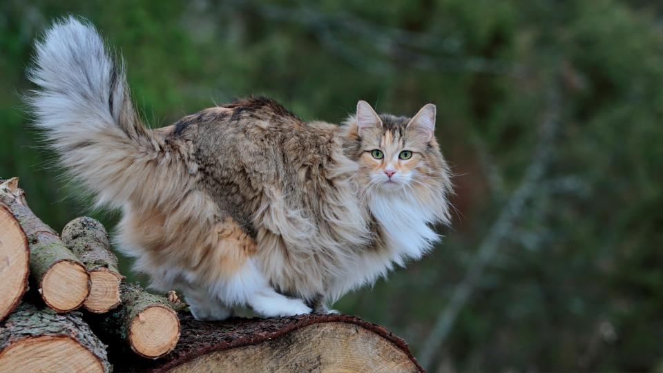 Norwegian forest cat