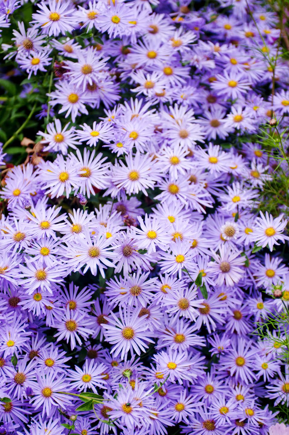 aster blooms in kubota japanese garden seattle washington