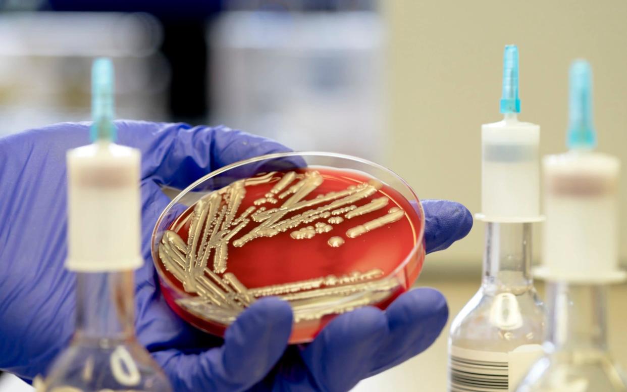 Colonies of multi-drug resistant EBSL E. coli - Moment RF