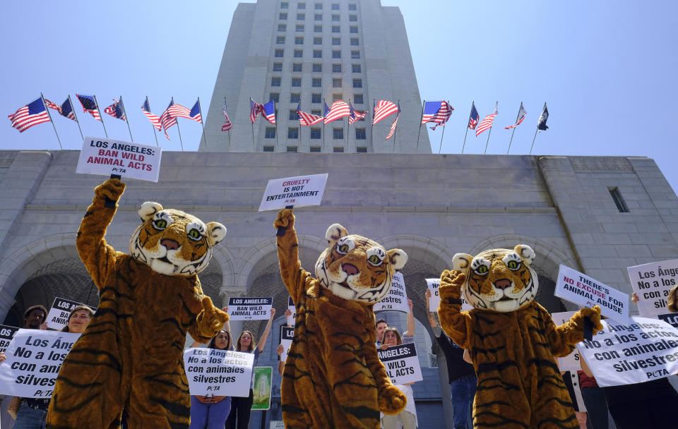 FILE - In this July 7, 2016, file photo, led by three costumed tigers, dozens of animal rights protesters with People for the Ethical Treatment of Animals (PETA) gather at City Hall in Los Angeles to call on the city to prohibit using tigers, lions, and other wild animals in circuses. California will be the first state to ban the sale and manufacture of new fur products and the third to bar most animals from circus performances under a pair of bills signed Saturday, Oct. 12, 2019 by Gov. Gavin Newsom. (AP Photo/Richard Vogel, File)