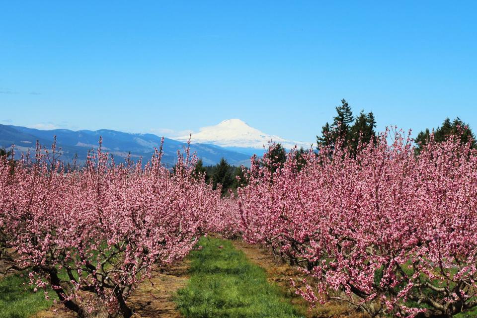 snow covered mount adams in spring