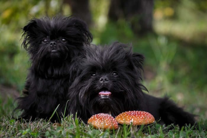 two Athenpinscher dogs in the woods