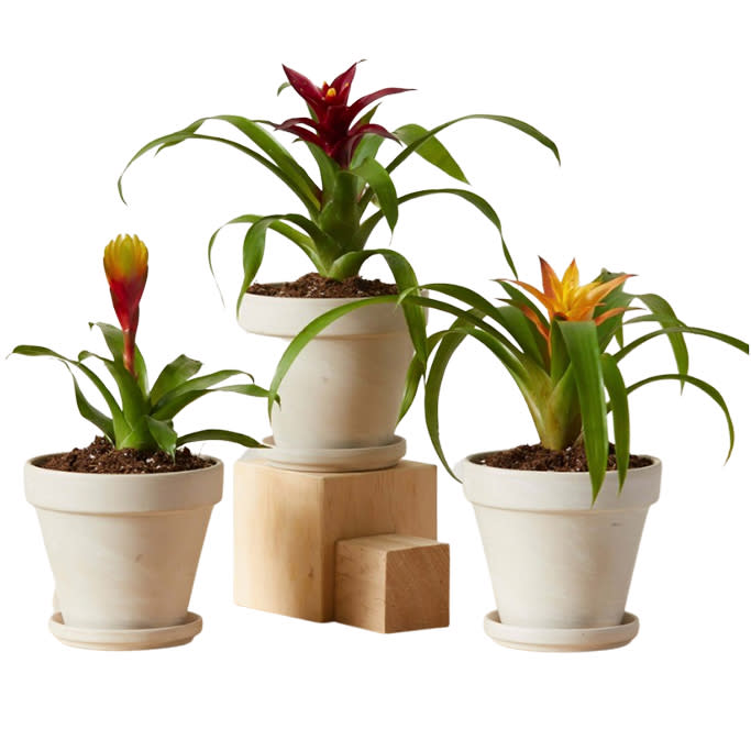 Bloomscape Bromeliad Collection