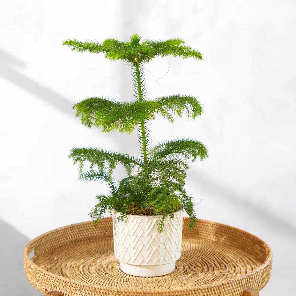 <p>A contemporary take on traditional designs, follow the less is more approach with this Norfolk Island Pine potted tree, complete with a 14cm white Scandi pot. It comes with wire LED lights for a bit of sparkle.<br></p><p><a class="link " href="https://www.bloomandwild.com/send-flowers?discountCode=CELEBRATE15" rel="nofollow noopener" target="_blank" data-ylk="slk:SHOP HERE">SHOP HERE</a> <strong>ON SALE: £34.00</strong></p><p><strong>Follow House Beautiful on <a href="https://www.instagram.com/housebeautifuluk/" rel="nofollow noopener" target="_blank" data-ylk="slk:Instagram" class="link ">Instagram</a>.</strong></p>