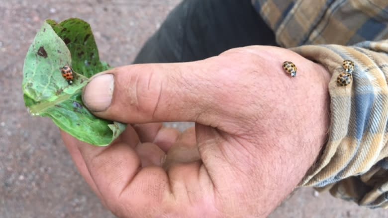 The biting, stinking Asian ladybeetle invades homes across the province