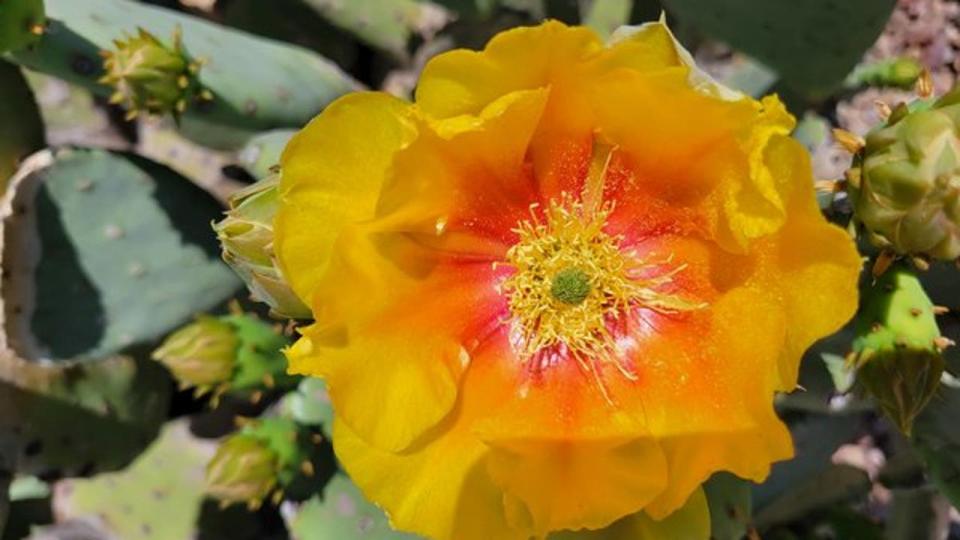 <div>In bloom! The prickly pear cacti are beginning to sprout across the Valley, like this one in Fountain Hills. Thanks to Russ Preban for this photo!</div>