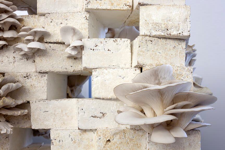 Oyster mushrooms are commonly used in research on fungi-based, living building materials. (Submitted by UBC Biogenic Architecture Lab - image credit)