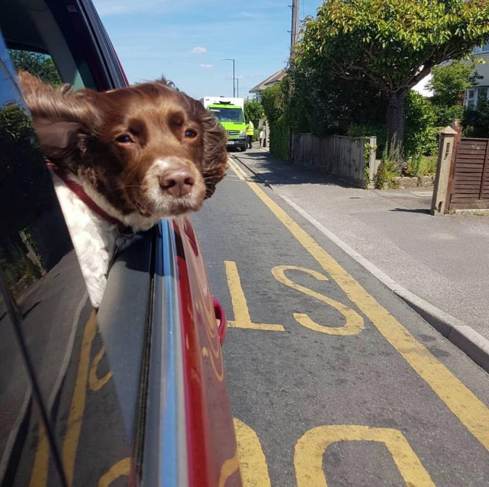 Dog looking out of a window