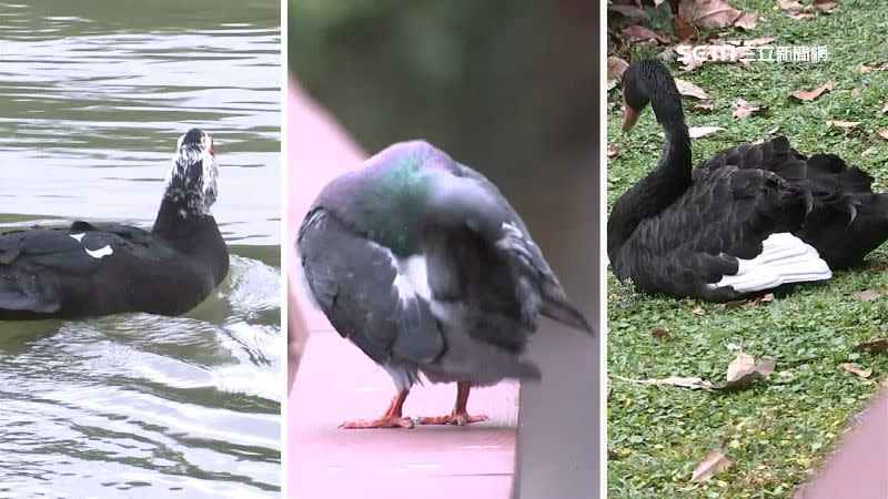 台大醉月湖有相當多種類的動物在該處生活。