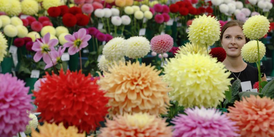 dahlias in the national dahlia society exhibits on the opening day of rhs garden wisley flower show 2021