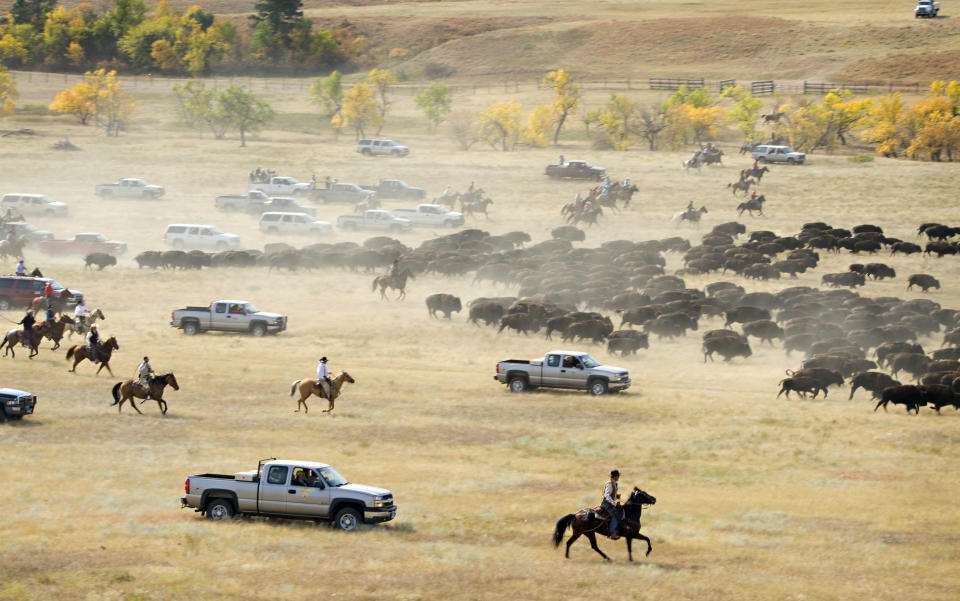 More than 1,000 buffalo thunder across the prairie land Monday, Sept. 24, 2012, during the 47th annual Buffalo Roundup in western South Dakota's Custer State Park. Event organizers estimate that more than 14,000 people attended the event. (AP Photo/Kristi Eaton)