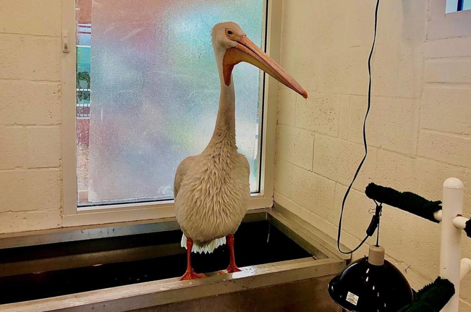 A relieved pelican recuperates at the von Arx Wildlife Hospital after vets removed a fish carcass the bird could not swallow or regurgitate.