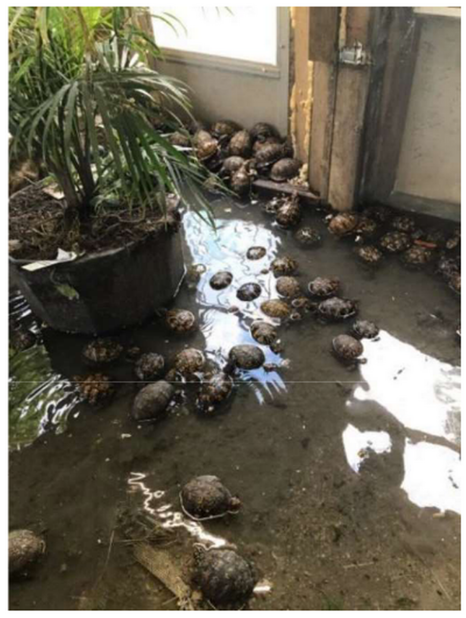 Authorities charged a Kentucky man in September 2021 with illegally selling turtles. A wildlife officer took this photo of turtles at the man’s house in July 2020.