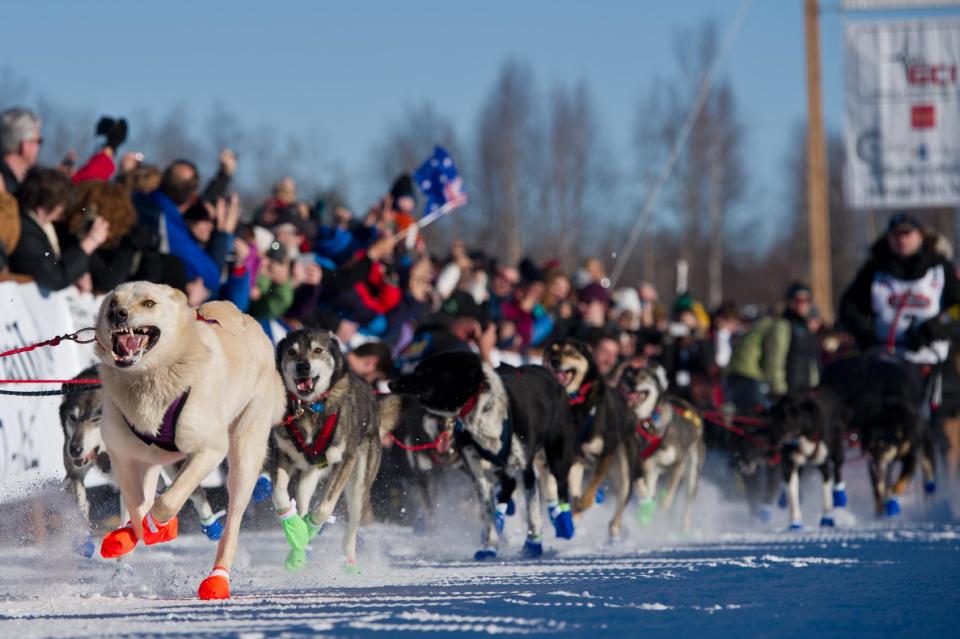 Dogs in Curt Perano's team leave the starting line of the Iditarod Trail Sled Dog Race on Sunday, March 2, 2014, in Willow, Alaska. (AP Photo/Anchorage Daily News, Marc Lester)
