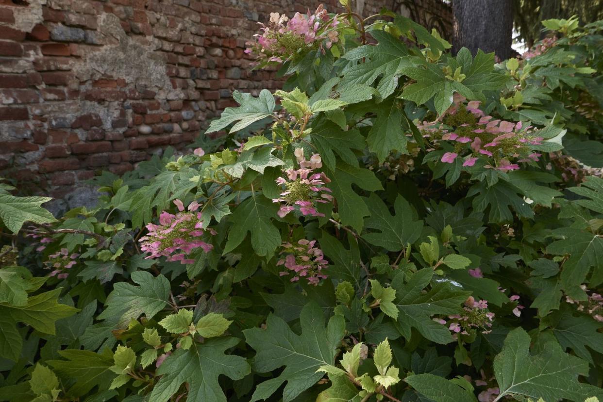 hydrangea quercifolia shrub in bloom