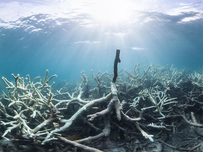 Bleached corals near&nbsp;Australia&rsquo;s Lizard Island on the Great Barrier Reef in March 2016. The reef&nbsp;has been hit by four mass bleaching events since 1998. (Photo: WWF Australia/XL Catlin Seaview Survey)