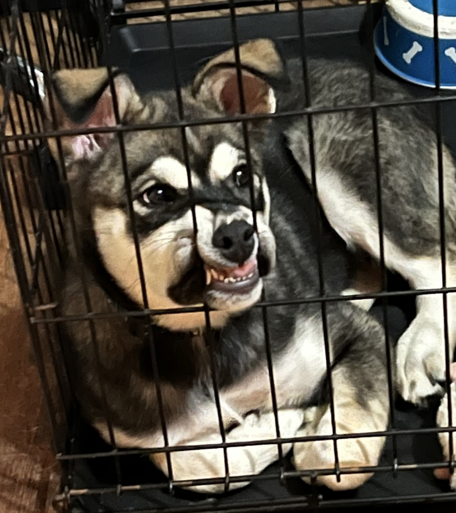 Dog  in a crate with it's mouth pressed against the bars, forcing it's teeth to show