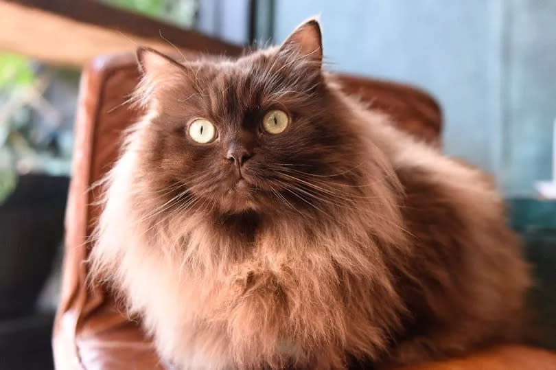 A chocolate brown cat with green eyes sitting on a stool