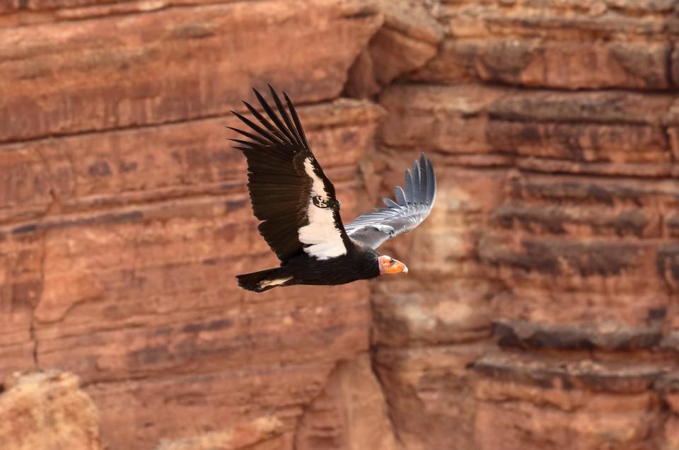 An adult California Condor takes flight.