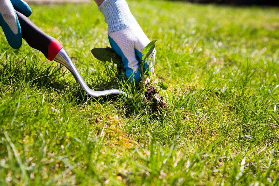 Pulling Weeds Weed When Soil is Wet