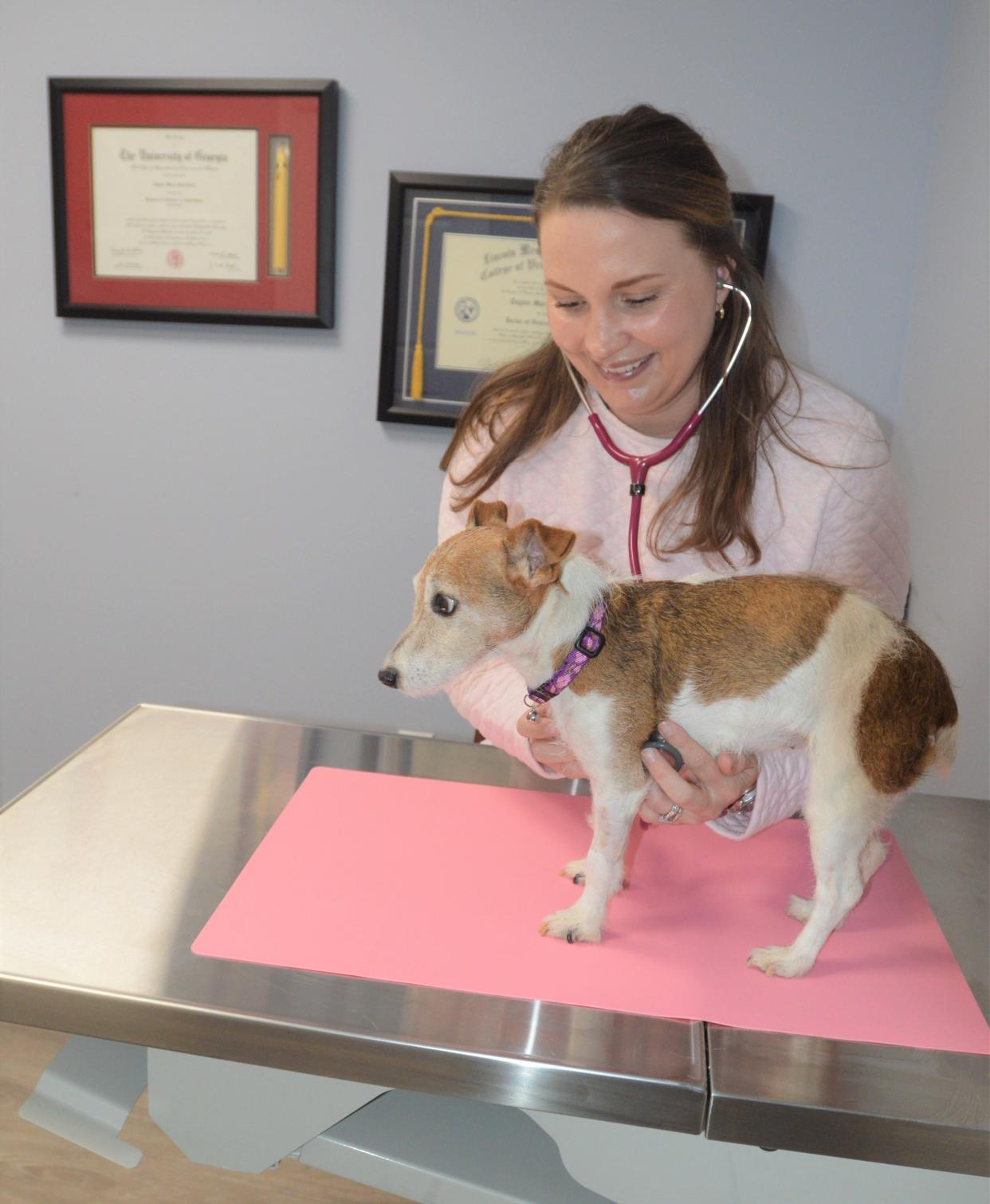 Taylor Pritchard Franke takes a look at Ellie in one of the new private exam rooms at Ogeechee Veterinary Associates office in Louisville.