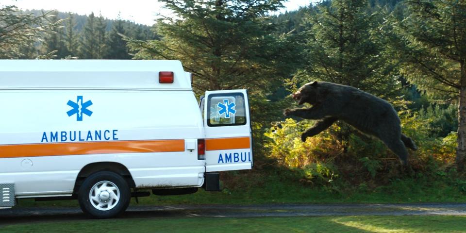 bear jumping into an ambulance