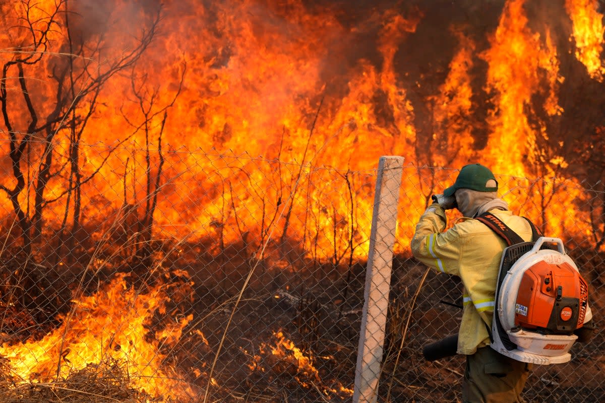 A firefighter works to put out fires earlier this month in Brazil’s Brasilia National Forest. The nonprofit Rainforest Foundation US says as many as 7.4 million acres burned within the first half of the year ((AP Photo/Eraldo Peres))