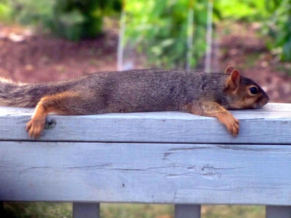 His best ideas come to him when he's sprawled out on the deck.  (<a href="http://www.flickr.com/photos/jhritz/5963081592/">Image via Flickr</a>)
