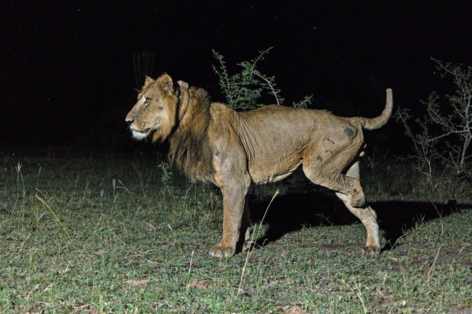 A lion missing one leg stands at night