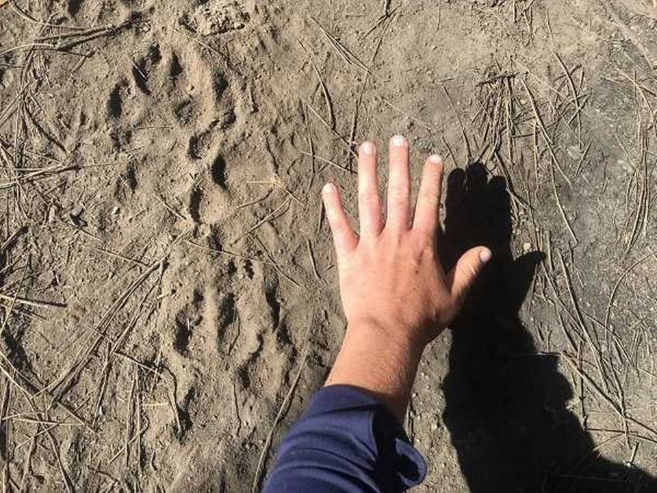 Paw prints from a gray wolf are seen in photographs taken by Colibri Ecological Consulting survey staff in the forests of Tulare County. Genetic analysis of a dozen hair and scat samples were able to determine the sex, coat color, individual identity, relation to one another and pack origin of each wolf, state wildlife officials said.