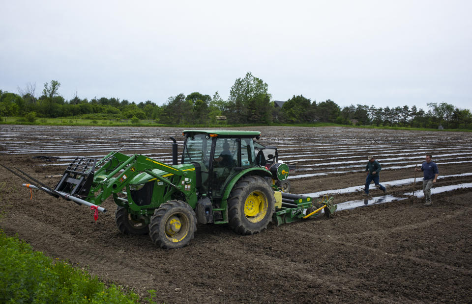 CHARLOTTE, VERMONT - JUNE 13: A farmer watches as a tractor lays down rows of plastic sheeting which will hold seedlings of hemp plants for making CBD oil in Charlotte, Vermont on June 13, 2019. Farmers in Vermont and across the United States are planting hemp to make cannabidiod oils which will be used in foods or in pure form to relieve anxiety, movement disorders, inflammation and pain. (Photo by Robert Nickelsberg/Getty Images)