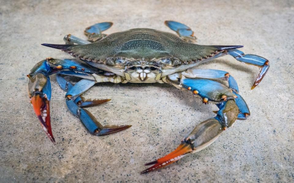 The blue crab is so named because of its sapphire-tinted claws - Yiming Chen/Moment RF