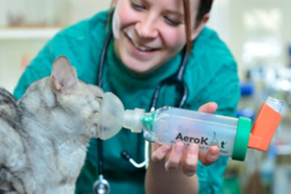 Cat with asthma