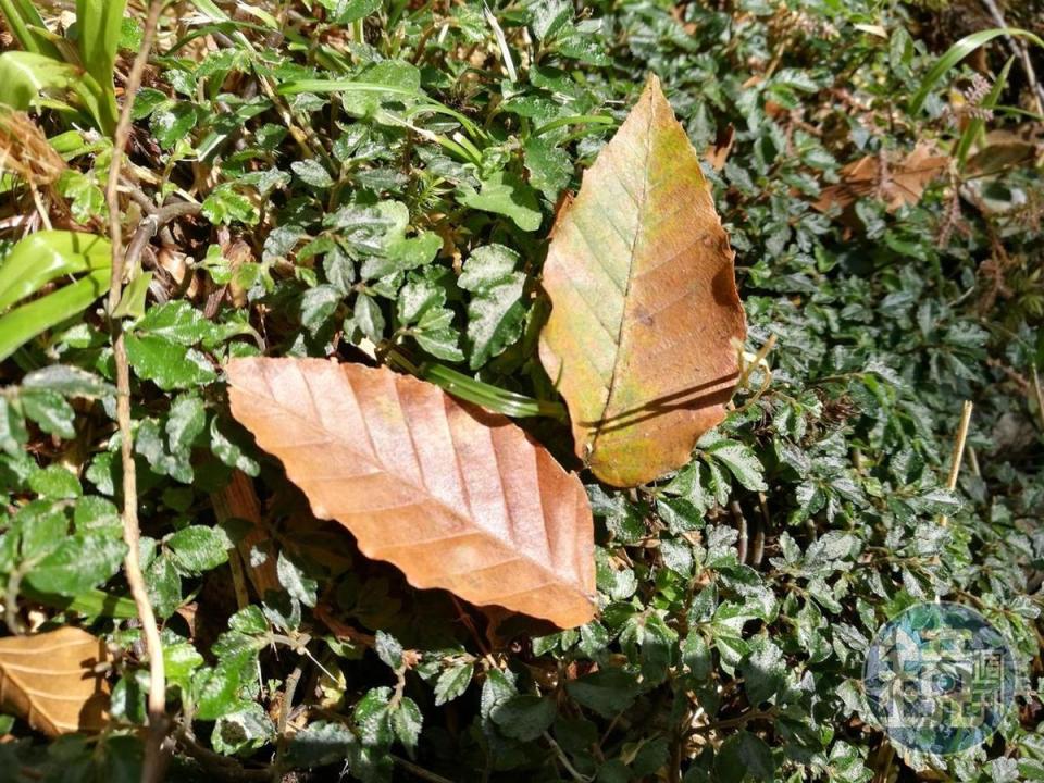 每年10月下旬至11月初，山毛櫸葉子由綠轉黃、紅。