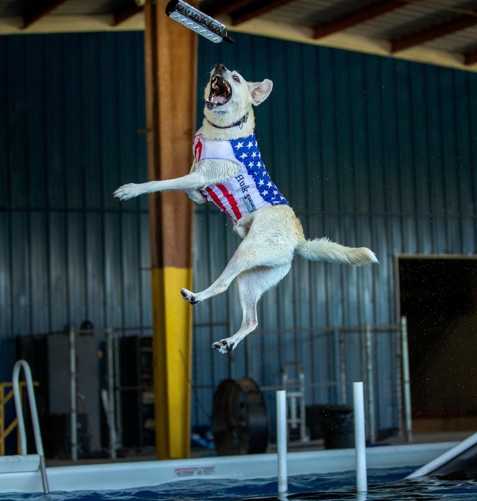 Huckleberry, a 7-year-old yellow Labrador retriever, vaults into the air in an attempt to catch a floating toy thrown by his owner, Nancy Akin, at the John K9 training center near Plant City. Huckleberry recently earned invitations to the 2024 World Championships in three disciplines: Iron Dog, Speed Retrieve and Extreme Vertical.