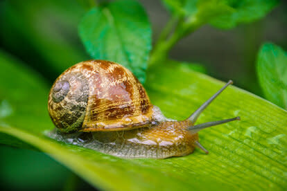 Close-Up Of Snail On Leaves