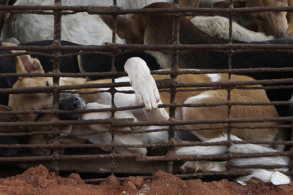 Dogs lay in a cage in a slaughterhouse as they wait for the FOUR PAWS International, rescue them at Chi Meakh village in Kampong Thom province north of Phnom Penh, Cambodia, Wednesday, Aug. 5, 2020. Animal rights activists in Cambodia have gained a small victory in their effort to end the trade in dog meat, convincing a canine slaughterhouse in one village to abandon the business. (AP Photo/Heng Sinith)