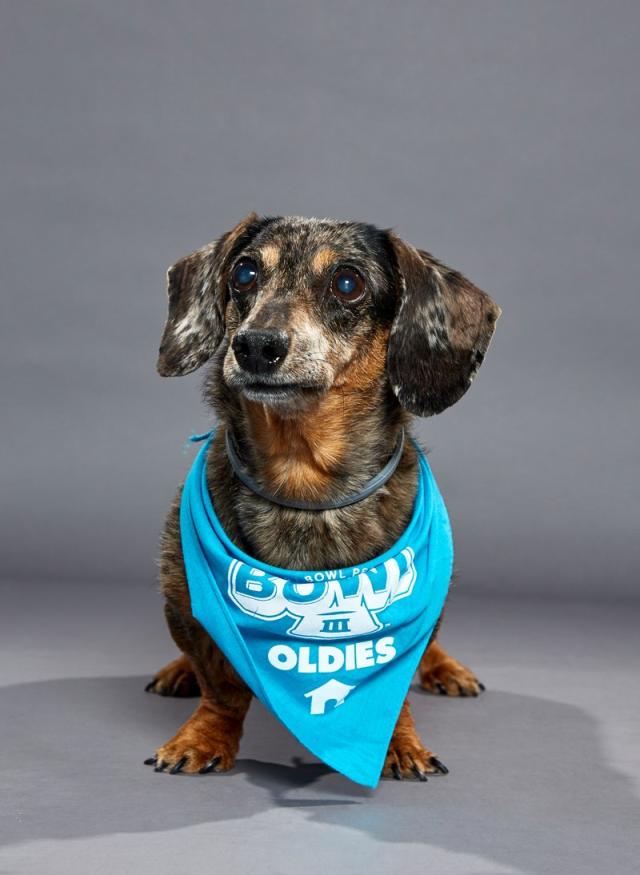 Puppy Bowl, Dog Bowl Starting Lineups with Special Needs