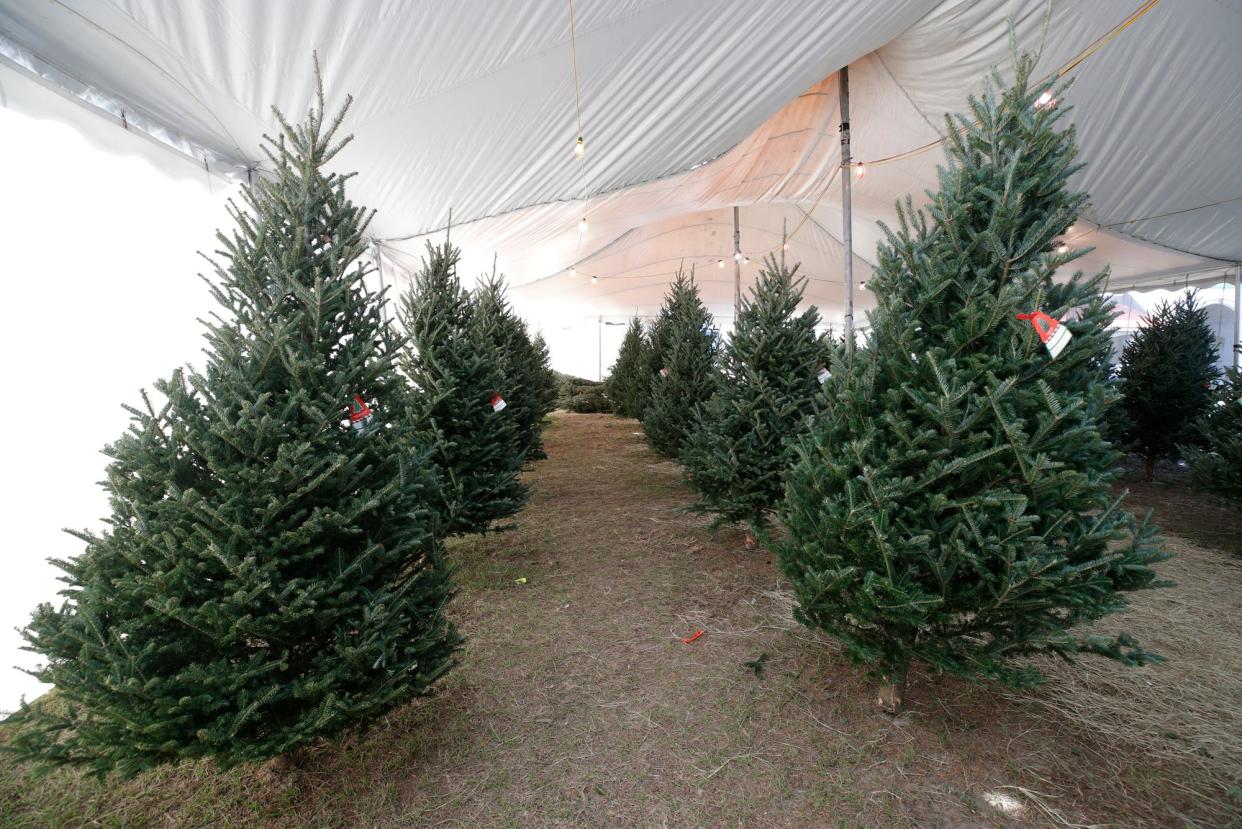 Happs Christmas Trees in Orange City, Friday, Dec. 3, 2021.