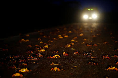 Crabs coming from the surrounding forests cross a highway on their way to spawn in the sea in Playa Giron, Cuba, April 20, 2017. REUTERS/Alexandre Meneghini