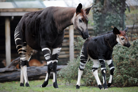 Okapi offspring 'Bashira' (R) and his mother 'Batouri' stroll through their enclosure in the zoo in Berlin, Germany, 12 April 2013. Bashira was born on 26 February 2013. Photo: Jan-Philipp Strobel