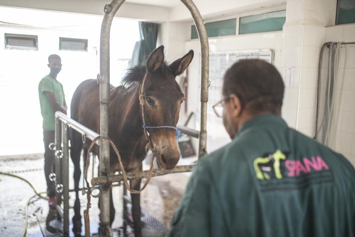 A mule is treated at the SPANA shelter in Marrakech, Morocco, Wednesday, July 22, 2020. Morocco's restrictions to counter the coronavirus pandemic have taken a toll on the carriage horses in the tourist mecca of Marrakech. Some owners struggle to feed them, and an animal protection group says hundreds of Morocco's horses and donkeys face starvation amid the collapsing tourism industry. (AP Photo/Mosa'ab Elshamy)