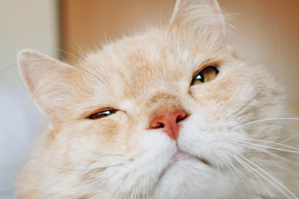 Close-up of cat blinking