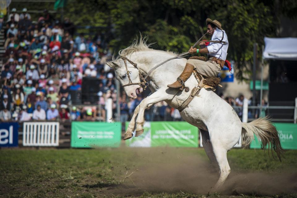 Un jinete monta un caballo durante la celebración de la Semana Criolla en Uruguay