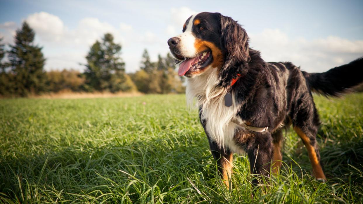 Bernese mountain dog standing in grass