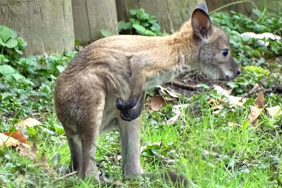 missing wallaby joey at the Detroit Zoo