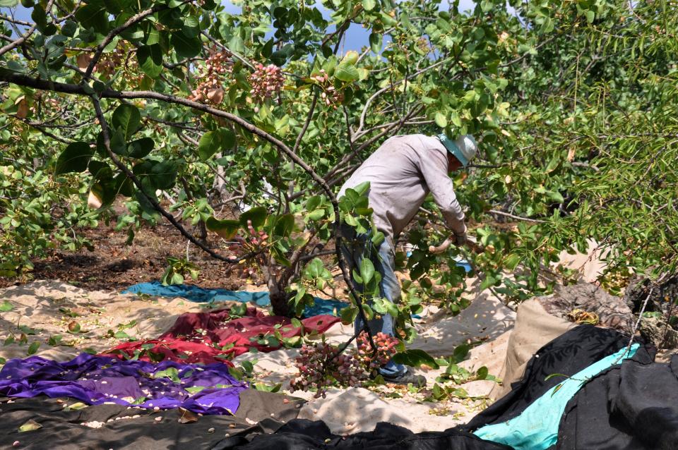 Árboles de pistachos en Sicilia. Foto: Domenico Piccione/REDA&CO/UIG via Getty Images. 