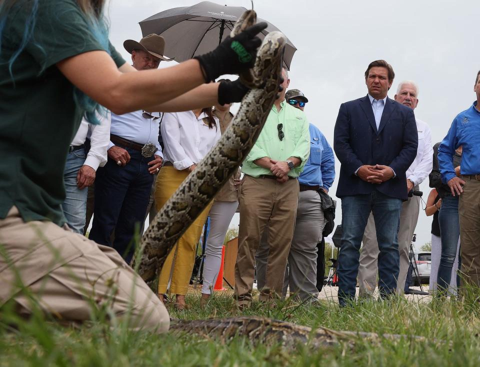 florida governor ron desantis kicks off the 2021 python challenge in the everglades